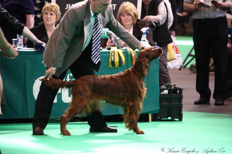 Crufts2011 527.jpg